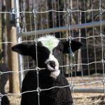 Farm Fence . Field Fence