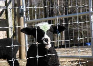 Farm Fence . Field Fence