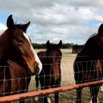 Farm Fence . Field Fence