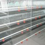 Broiler Cages