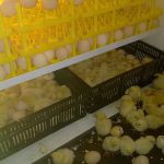 Egg Incubator