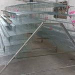 Quails Cages