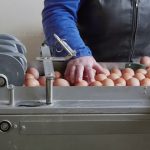 Egg Grading machine