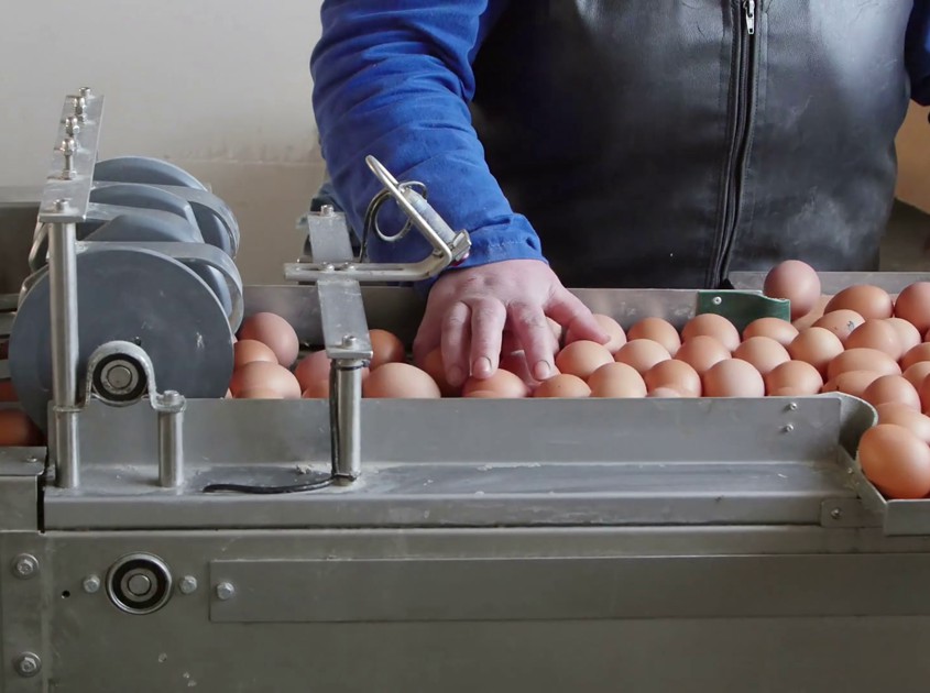 Egg Grading machine